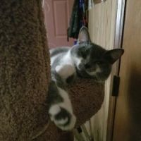 Banfield Pet Hospital ico