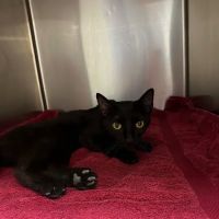 Foothills Spay Clinic ico