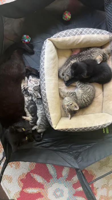 Foothills Spay Clinic 2