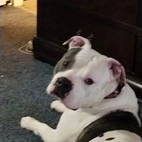 Mountain View Animal Hospital ico