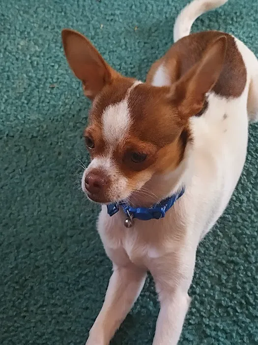 Mountain View Animal Hospital 4