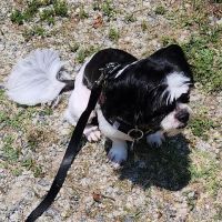 West Innes Animal Hospital ico