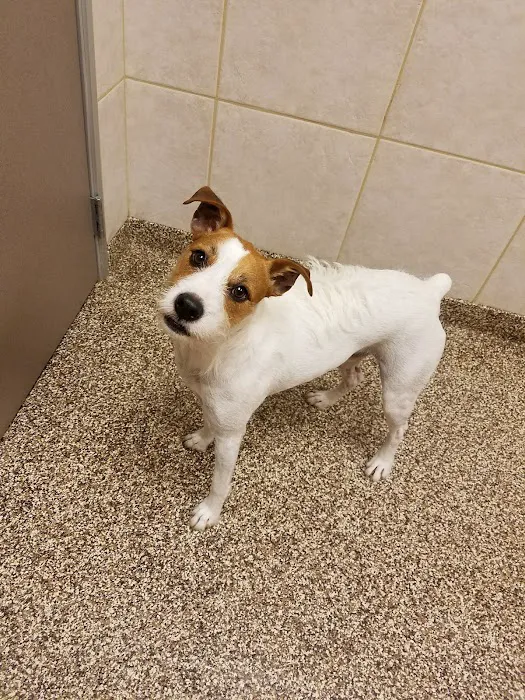 West Innes Animal Hospital 10