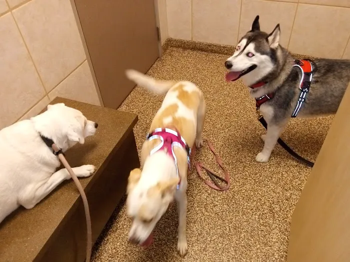 West Innes Animal Hospital 5