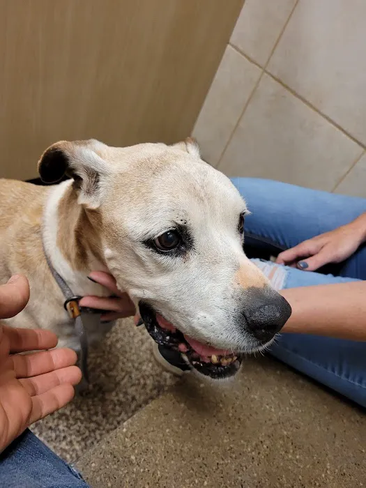 West Innes Animal Hospital 4