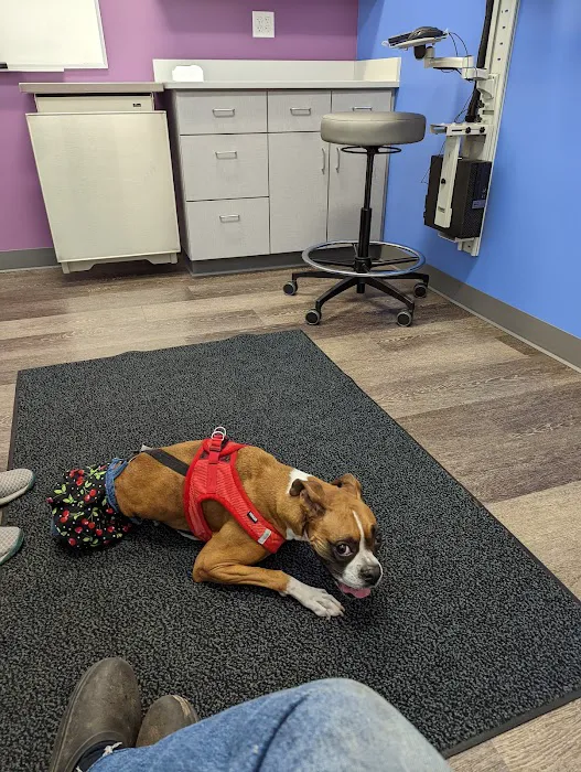 MISCA-Minimally Invasive Specialty Center for Animals 4
