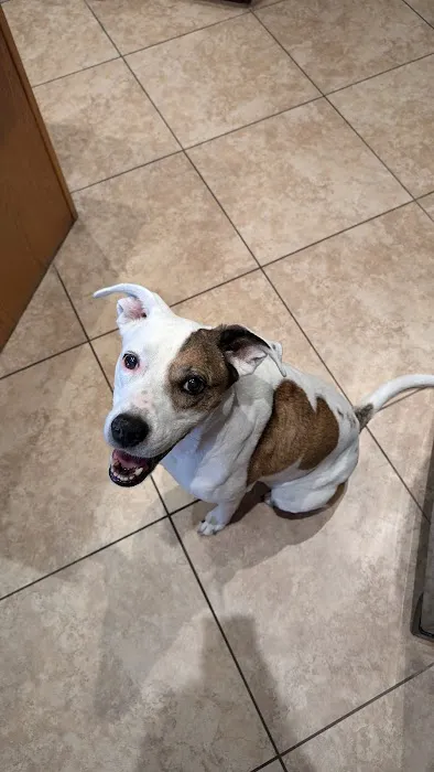 MISCA-Minimally Invasive Specialty Center for Animals 3