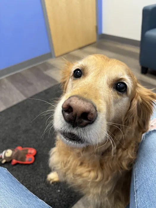 MISCA-Minimally Invasive Specialty Center for Animals 1