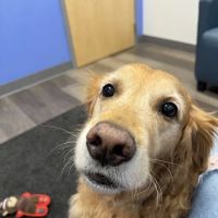 MISCA-Minimally Invasive Specialty Center for Animals ico