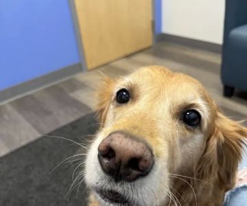 MISCA-Minimally Invasive Specialty Center for Animals