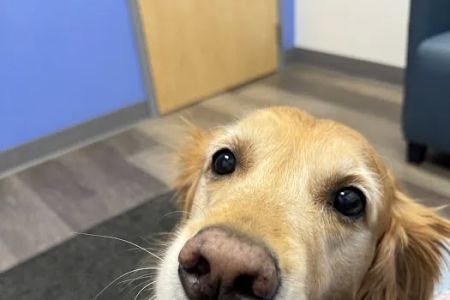 MISCA-Minimally Invasive Specialty Center for Animals