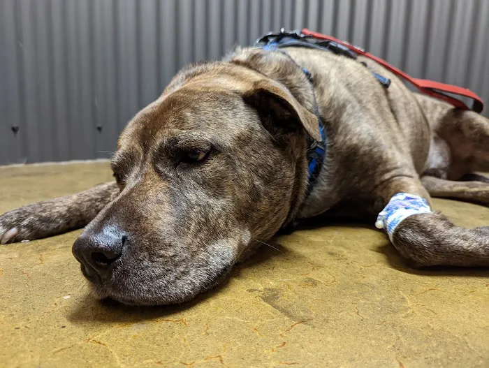 Willamette Valley Animal Hospital of Gladstone 8