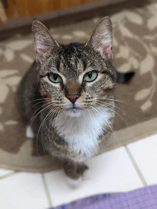 Willamette Valley Animal Hospital of Gladstone 7