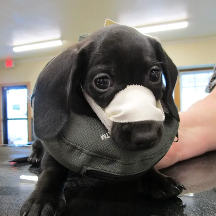 Willamette Valley Animal Hospital of Gladstone 4