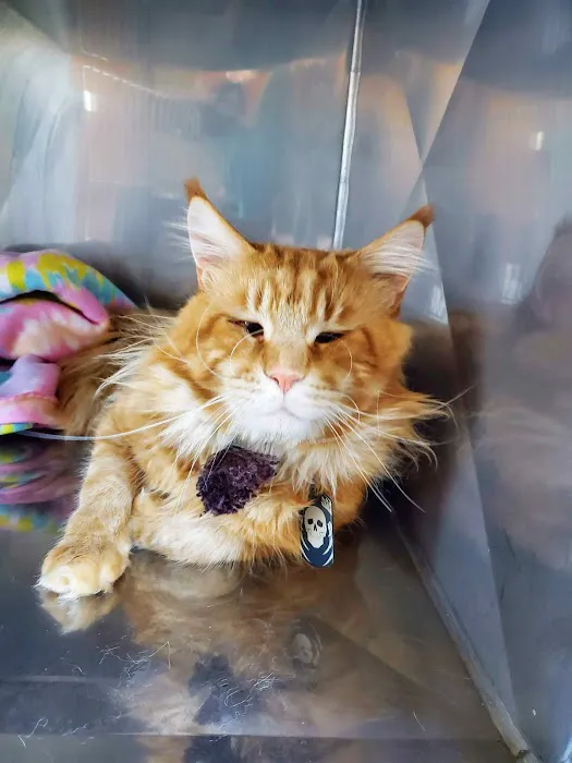 Willamette Valley Animal Hospital of Gladstone 2