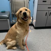 Gladstone Veterinary Clinic ico