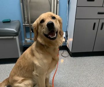 Gladstone Veterinary Clinic