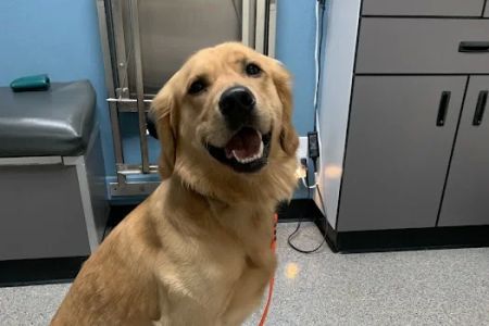 Gladstone Veterinary Clinic