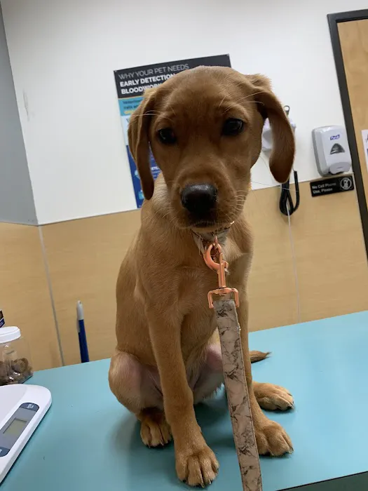 Clackamas Pet Clinic 4
