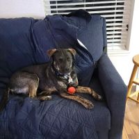 Clackamas Pet Clinic ico