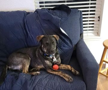 Clackamas Pet Clinic