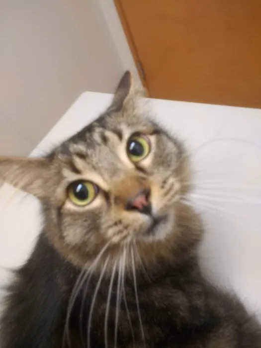 East Hills Animal Clinic 7