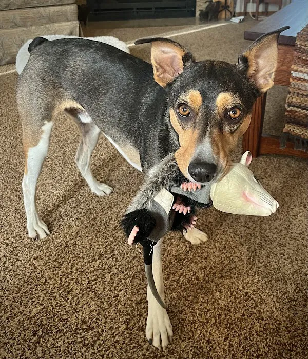 East Hills Animal Clinic 1
