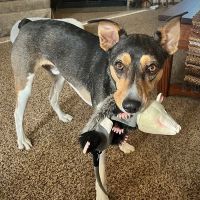 East Hills Animal Clinic ico