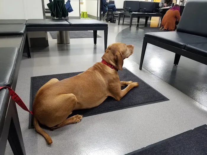 VCA Hood View Animal Hospital 7