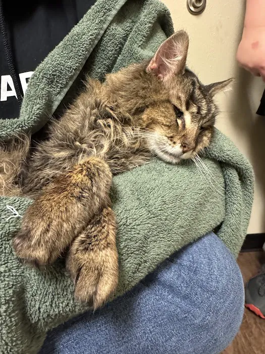 Cat Care Professionals 2
