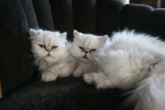Cat Care Professionals 3