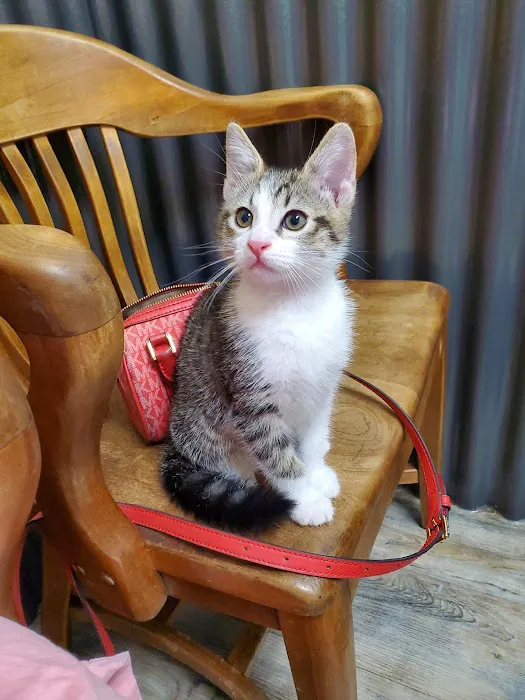Willamette Valley Animal Hospital of Tualatin 6