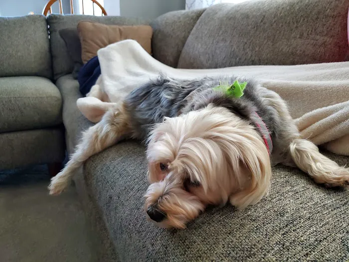 Willamette Valley Animal Hospital of Tualatin 3