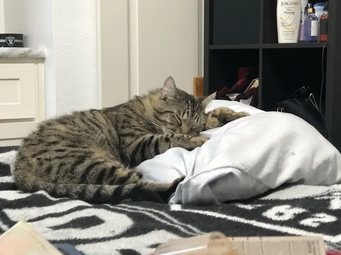 Willamette Valley Animal Hospital of Tualatin 1