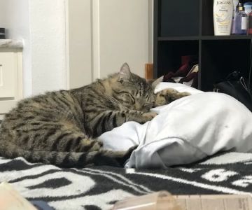Willamette Valley Animal Hospital of Tualatin