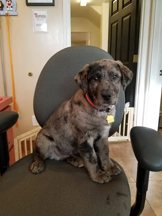 Tualatin Park Veterinary Clinic 2