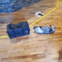 Tualatin Animal Clinic ico