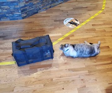 Tualatin Animal Clinic