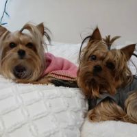 Banfield Pet Hospital ico