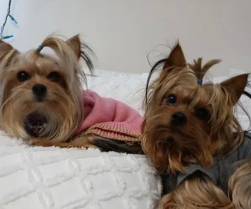 Banfield Pet Hospital
