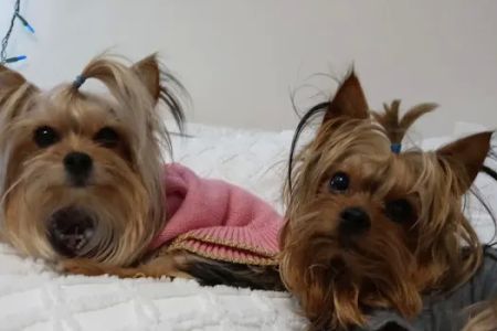 Banfield Pet Hospital