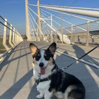 Willowbrook Veterinary Hospital ico