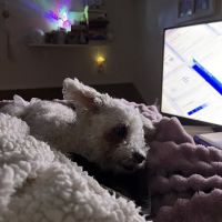 Emergency Veterinary Clinic of Tualatin ico