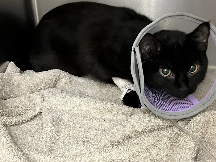 Emergency Veterinary Clinic of Tualatin 5