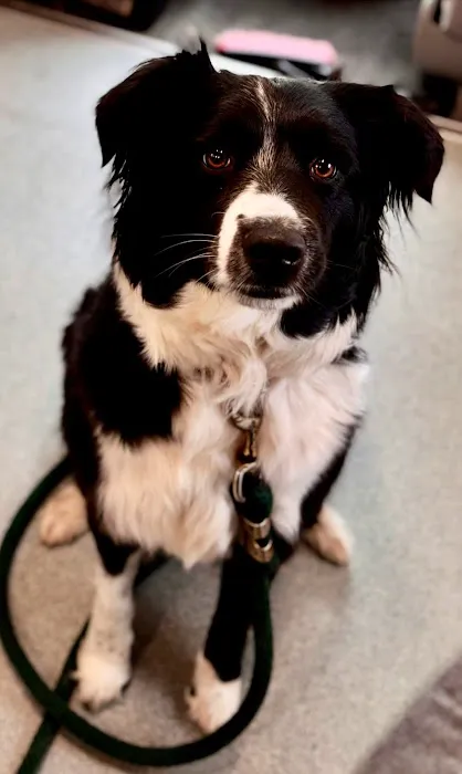PippinDoc 4