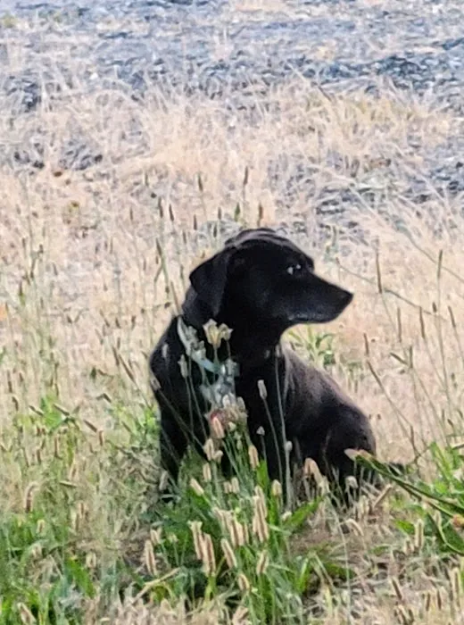 PippinDoc 8