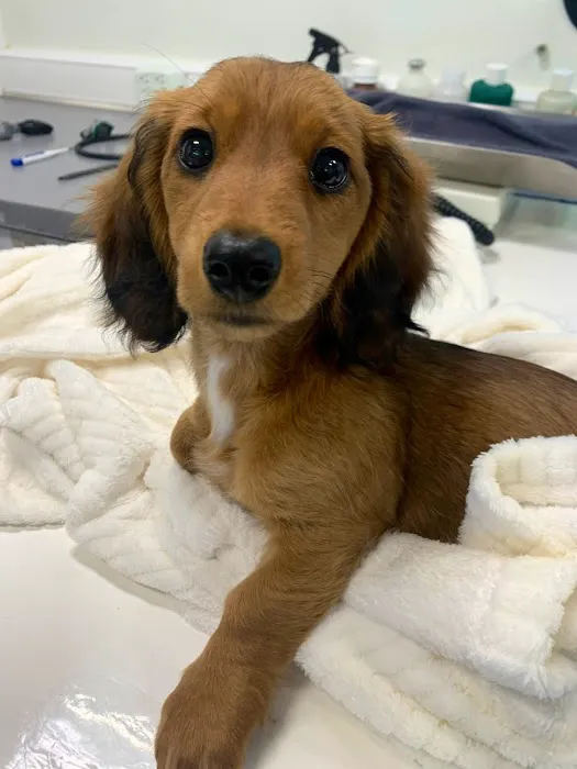 PippinDoc 5