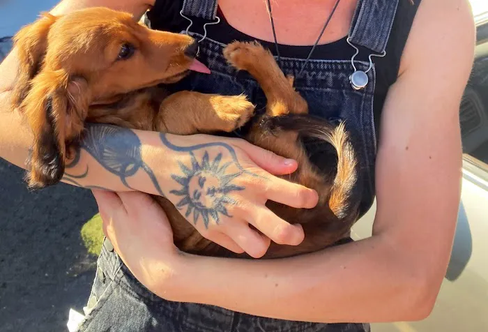 PippinDoc 7
