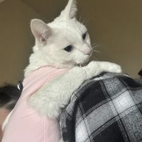 Banfield Pet Hospital ico