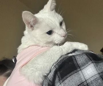 Banfield Pet Hospital